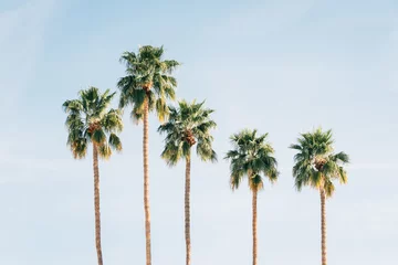 Fototapeten Palm trees in Palm Springs, California © jonbilous