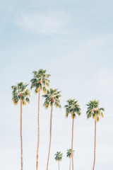Palm trees in Palm Springs, California