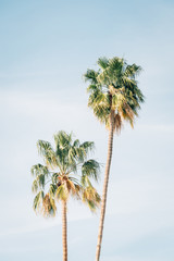 Palm trees in Palm Springs, California © jonbilous