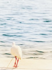 Obraz premium Ibis by the Lake