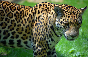 Jaguar is a cat, a feline in the Panthera genus only extant Panthera species native to the...