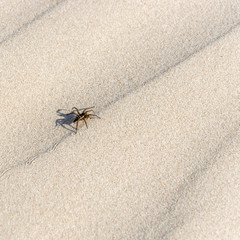 Great raft spider, Dolomedes plantarius, crawling in the sand.