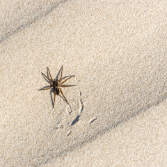 Great raft spider, Dolomedes plantarius on the sand.