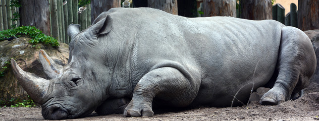 The white rhinoceros or square-lipped rhinoceros is the largest extant species of rhinoceros.  It has a wide mouth used for grazing and is the most social of all rhino species © Daniel Meunier