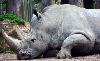 The white rhinoceros or square-lipped rhinoceros is the largest extant species of rhinoceros.  It has a wide mouth used for grazing and is the most social of all rhino species © Daniel Meunier