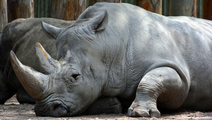 The white rhinoceros or square-lipped rhinoceros is the largest extant species of rhinoceros.  It has a wide mouth used for grazing and is the most social of all rhino species © Daniel Meunier