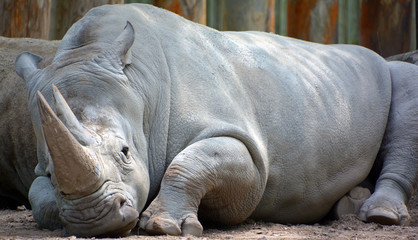 The white rhinoceros or square-lipped rhinoceros is the largest extant species of rhinoceros.  It has a wide mouth used for grazing and is the most social of all rhino species © Daniel Meunier