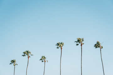 Palm trees with blue sky in Newport Beach, Orange County, California