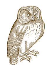 Northern hawk-owl, surnia ulula in quarter front view. Illustration after a historical woodcut from the 16th century