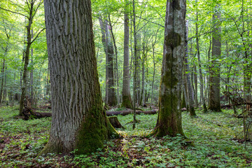 Deciduous stand in morning with oak tree