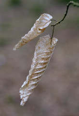 Two dry hornbeam leaves