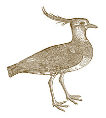 Northern lapwing (vanellus) with a funny crest. Illustration after a historical woodcut from the 16th century