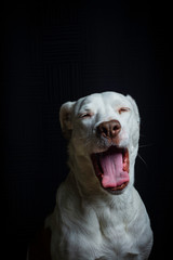 Yawning Dog Portrait