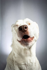 Obraz premium Funny Portrait of Dog