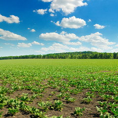 Fototapeta na wymiar Picturesque green beet field and blue sky with light clouds.
