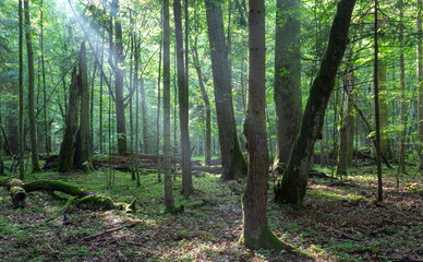 Obraz premium Misty deciduous stand before sunset