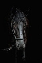Portrait of a beautiful black stallion on a black background