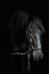 Portrait of a beautiful black stallion on a black background
