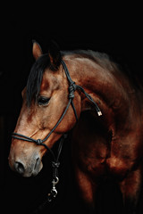 Fototapeta na wymiar Bay brown sport horse isolated on black background