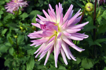 violet nice flower dahlia garden in summer macro