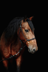 Bay brown sport horse isolated on black background