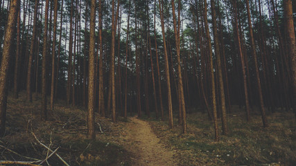 Wald in Niedersachsen 