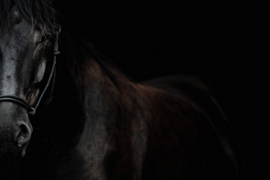 Portrait of a beautiful black stallion on a black background