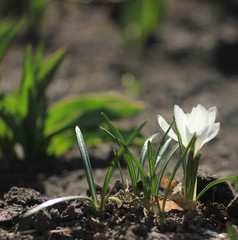 White crocus in spring