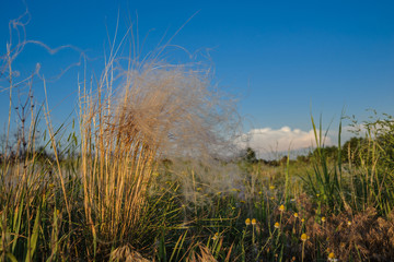 Fototapeta premium Field with a grass in the grass against the blue sky