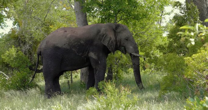 elephant in the savannah, park kruger south africa