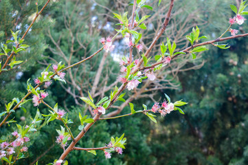 La naturaleza en aragon españa