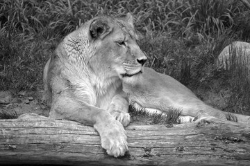 Lion is one of the four big cats in the genus Panthera, and a member of the family Felidae. With...