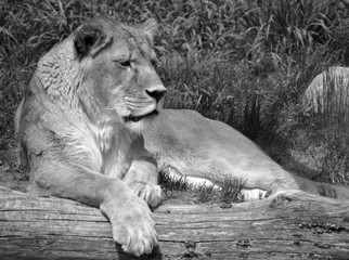 Lion is one of the four big cats in the genus Panthera, and a member of the family Felidae. With...
