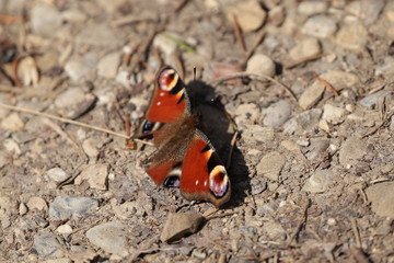 schmetterling