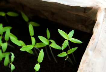 Tomato sprouts in the box with the ground.. Sowing seeds in early spring. Hydroponics concept. Gardening concept.
