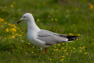 Yellow-legged Gull Bird