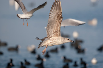 Yellow-legged Gull Bird