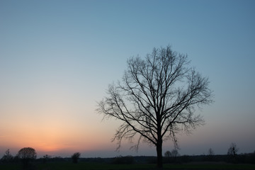 Fototapeta na wymiar Large leafless oak tree and sky after sunset