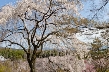 Fine cherry tree in bloom in the garden of Tenryu ji temple, blue sky background. Kyoto, Japan. 