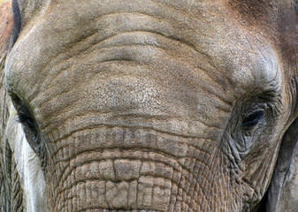 African elephants are elephants of the genus Loxodonta. The genus consists of two extant species:...