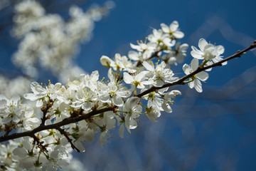 Branch of cherry flowers illuminated by sunlight on a close-up with blue sky in the background