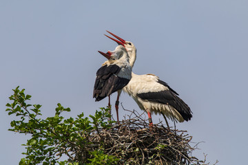 Weißstorchenpaar 23