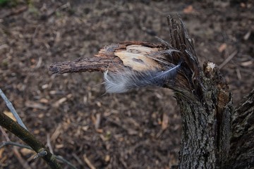 Single feather resting on a Broken tree Broken splinted stump along the Shelby Bottoms Greenway and Natural Area Cumberland River frontage trails, Nashville, Tennessee. United States.