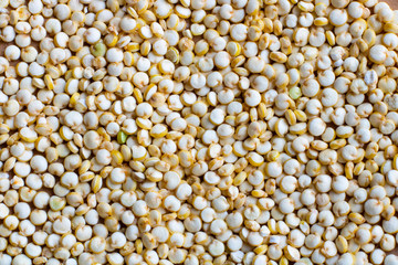 Seeds of uncooked quinoa, source of protein for vegetarians. Macro Background