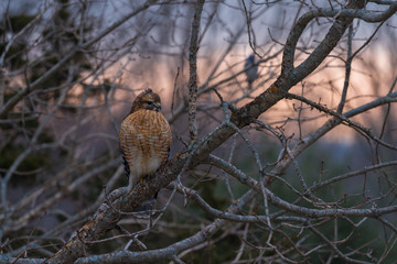 Red tailed hawk perching at dawn on winter morning with lightening sky behind it