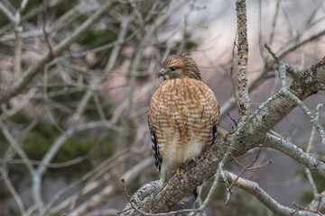 Red tailed hawk perching at dawn on winter morning with lightening sky behind it