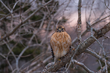 Red tailed hawk perching at dawn on winter morning with lightening sky behind it