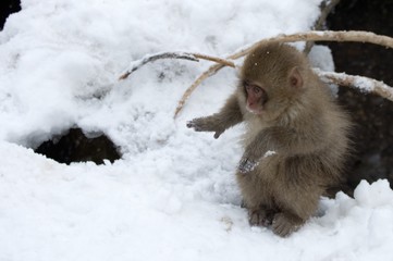 Baby Snow Monkey Dancing