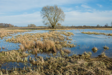 The beauty of nature - wet meadow and dry grass, large tree without leaves