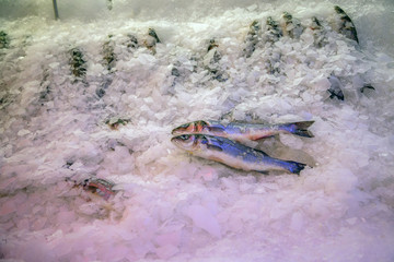 fresh fish in a market